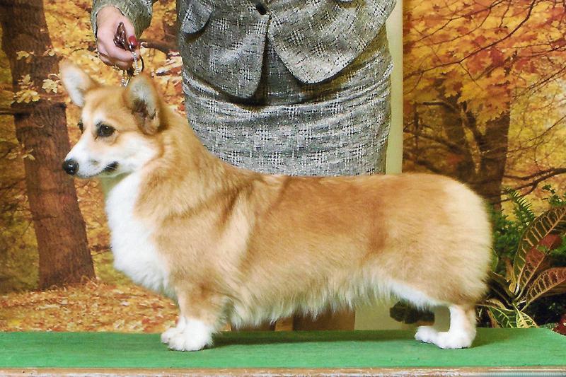 calista corgi