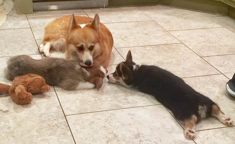 Calista corgi sales