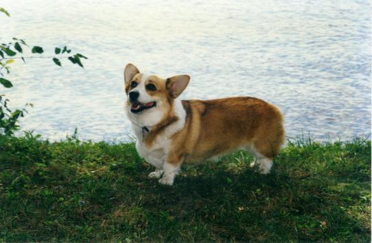 calista corgi